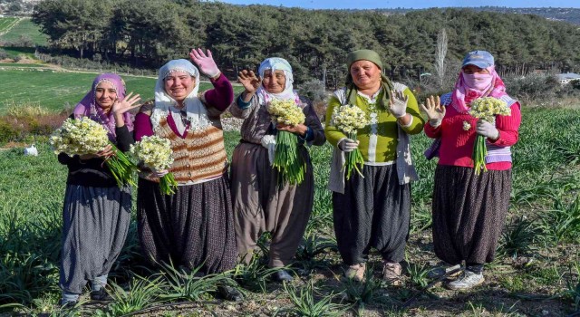 Mersinde Nergis Festivali düzenlenecek