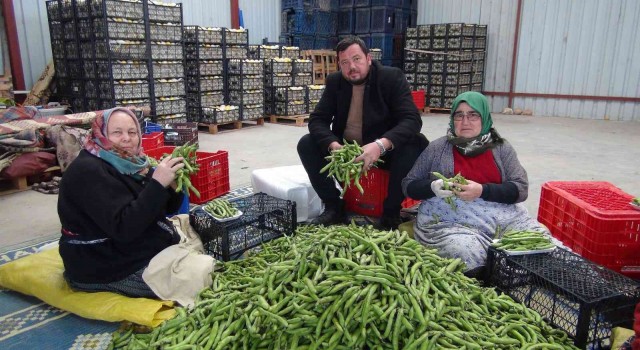 Mersinden Iraka bakla ihracatı
