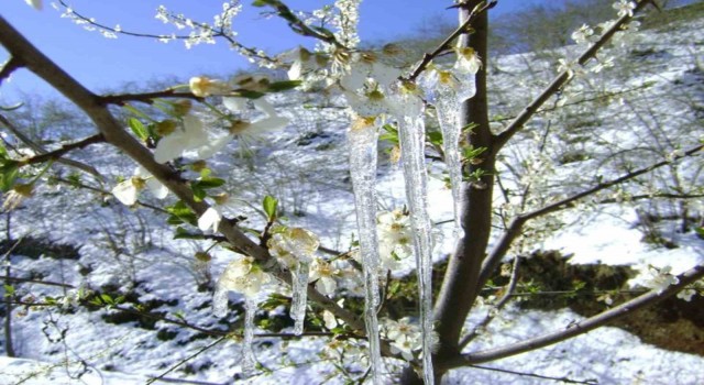 Meteorolojiden ‘Zirai don uyarısı