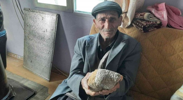 Milyonlarca yıllık arı peteği fosili buldu