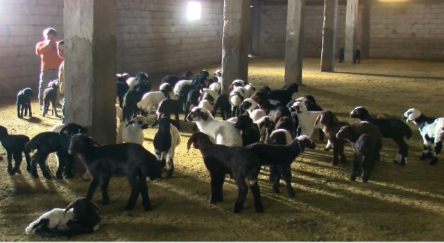 Muşta 550 bin kuzu ve 40 bin oğlağın doğumu bekleniyor