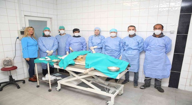 Nilüferde sahipsiz can dostlar kısırlaştırılıyor