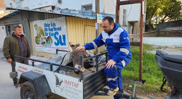 Ölüme terk edilen eşek, Osmaniyede tedavi altına alındı