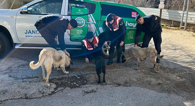 Osmaniye’de sokak hayvanlarına besleme dağıtıldı