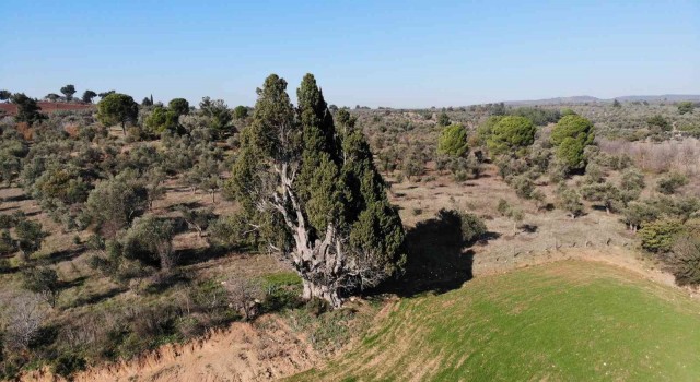 (Özel) 2 bin 500 yıllık olduğu öne sürülen dev selvi ağacının tescillenmesini istiyorlar