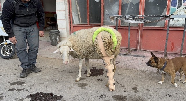 (Özel) Bacağı kırılan koyuna sanayide aparat yaptılar