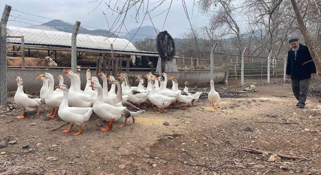 (ÖZEL) Bu kazların sahipleriyle kurduğu iletişim hayran bırakıyor