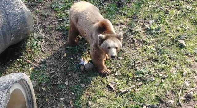 (Özel) Felç olan ayı, tedaviyle ayağa kalktı