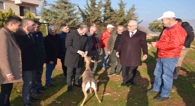 Özenle korunan dağ ceylanları çoğalıyor