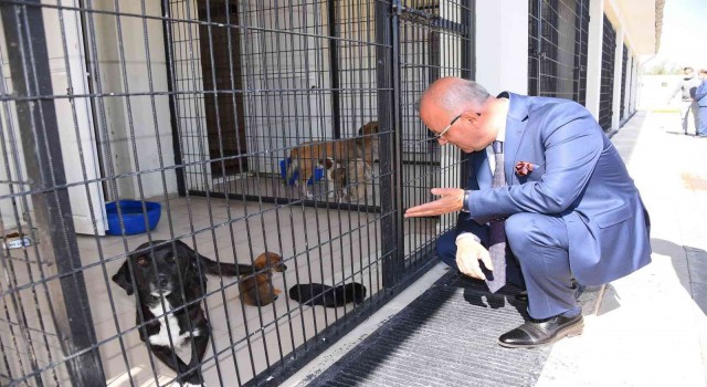 Salihlideki rehabilitasyon merkezi “Can dostlara” şifa dağıtıyor