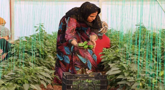 Şanlıurfada kadınlar yeni yıla isot hasadıyla başladı