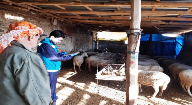 Şaphanede anaç koyun keçi desteklemesi tespit çalışmaları