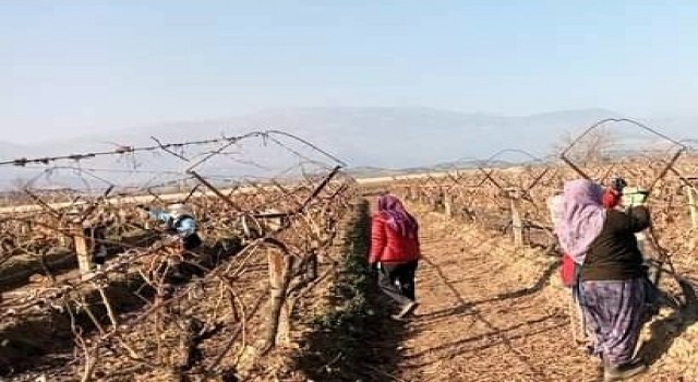 Sarıgölde üzüm bağlarında hummalı çalışma başladı
