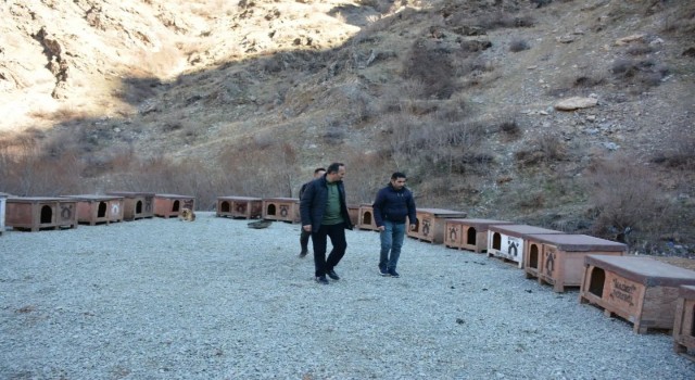 Şemdinli Belediyesi sokak hayvanları için barınak yaptı