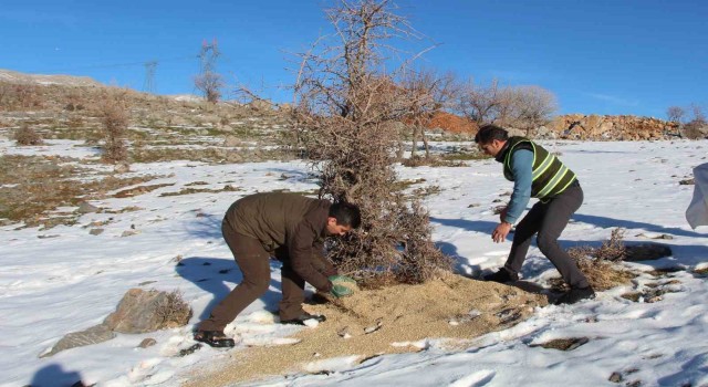 Siirtte yaban hayvanları unutulmadı, birçok noktaya yem bırakıldı