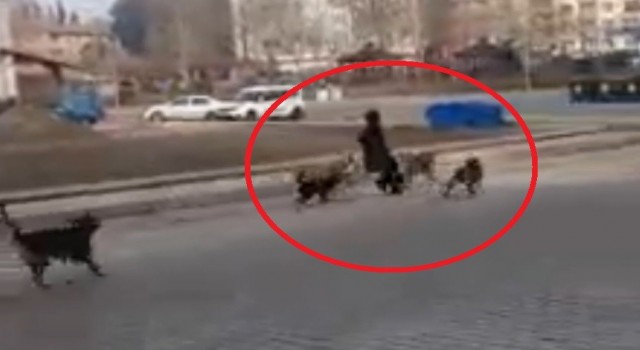 Sinopta başıboş köpekler yoldan geçen genç kıza saldırdı