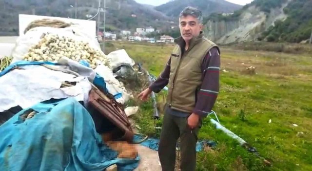 Sinopta limanda demirleyen balıkçılar 6 köpeği ölü buldu