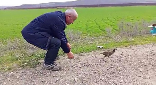 Şırnakta tedavisi tamamlanan kuşlar doğaya bırakıldı