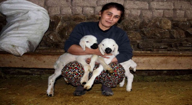 Sivasta 2023 yılının ilk kuzuları dünyaya geldi