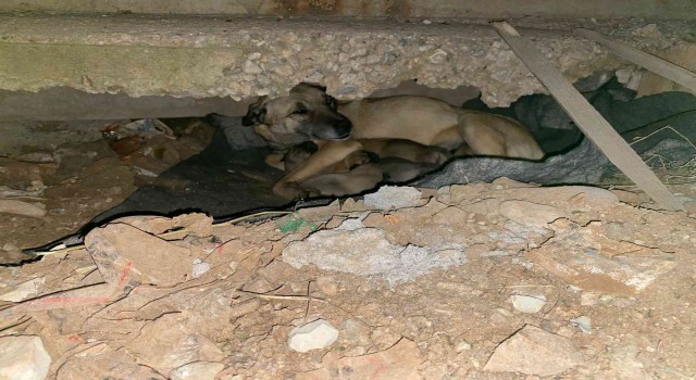 Soğukta yedi yavrusuyla kaldırım kenarına sığındı, yardımına belediye ekipleri koştu