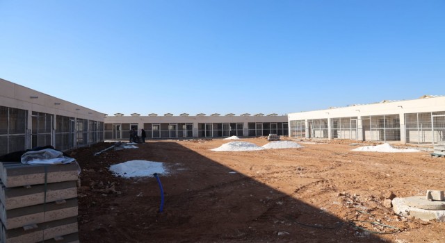 Sokak hayvanları sıcak yuvalarına kavuşuyor