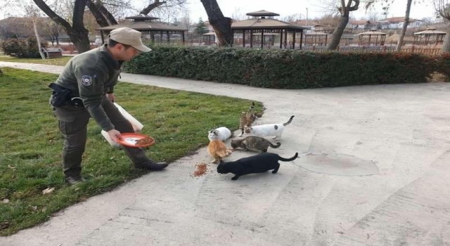 Sokak hayvanlarına HAYDİ ekipleri müdahalesi