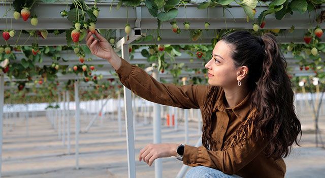 Ticaretteki rekabeti sağlamak için ”erkenci çilek” üretilerek ihracatına başlandı