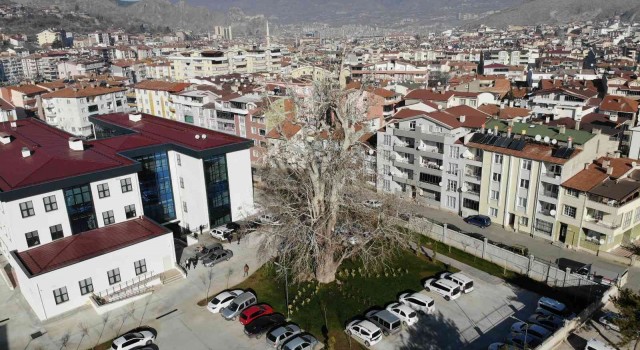 Tokatta 5 asırlık çınar ağacı koruma altına alındı