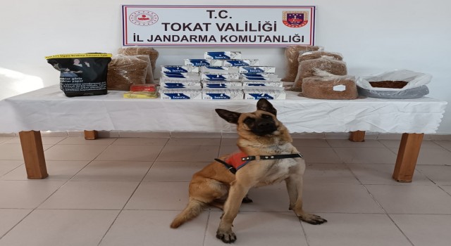 Tokatta tütün kaçakçılığı operasyonunda 2 şüpheli gözaltına alındı