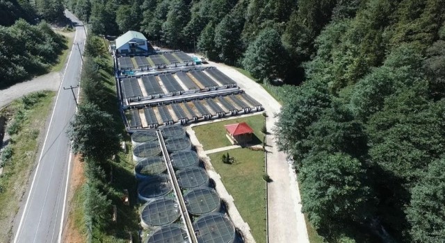 Trabzonda 2022 yılında 2 milyon 100 bin adet yavru doğal alabalık üretimi yapıldı