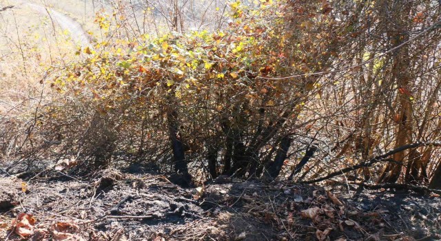 Trabzonda örtü yangını, 3 dönümlük fındık arazisi zarar gördü