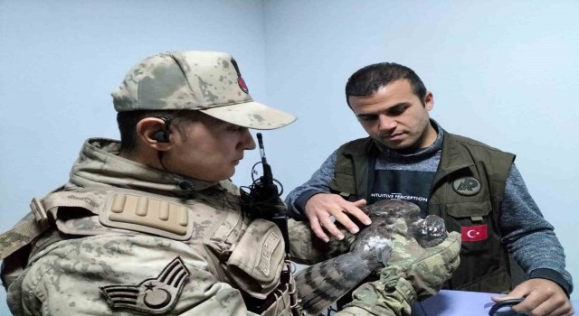 Tuncelide jandarmadan yaralı atmacaya şefkat eli