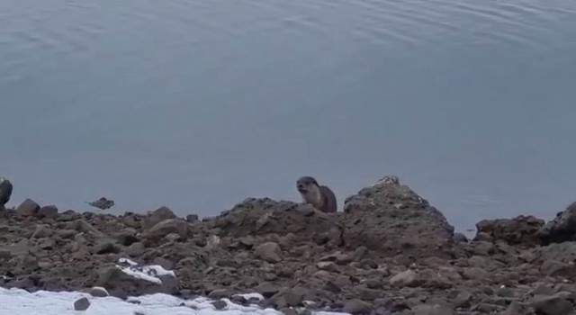 Tuncelide nesli tükenme tehlikesi altında bulunan su samuru görüntülendi