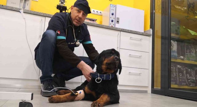 Türkiyede 13 milyon civarında kedi ve köpek, 200ün üzerinde bulaşıcı hastalık var
