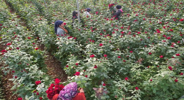 Türkiyenin kış gülü Mersinden: Üreticiler şimdi de ihracata hazırlanıyor
