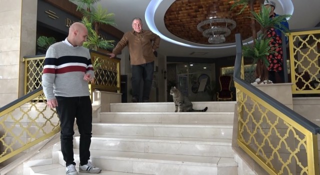 Unutulan kedi otelin maskotu oldu