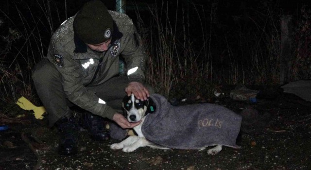 Uşak polisi yağmurlu havada sokak canlılarını unutmadı