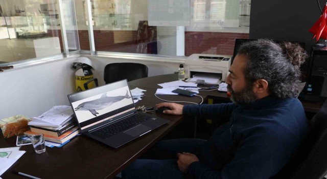 Uzmanından korkutan uyarı: Yunus balıkları, önlem alınmazsa nesli tükenme tehlikesi altına girebilir”