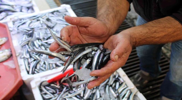 Uzmanından uyarı: Hamsi avcılığı kontrol altına alınmalı