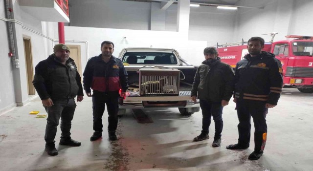 Vanda tel örgüye sıkışarak yaralanan tilki tedavi altına alındı