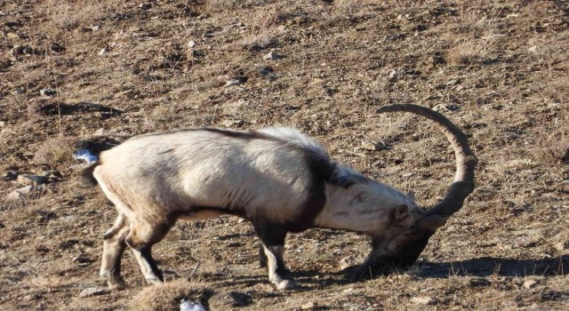 Vanın tek boynuzlu dağ keçisi 3 yıldır aynı bölgede