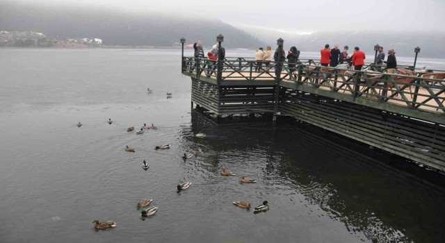 Yaban ördekleri soğuk havaya rağmen Abantı mesken tuttu