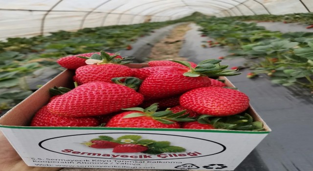 Yalovada Sermayecik çileği üreticisinin yüzünü yine güldürdü