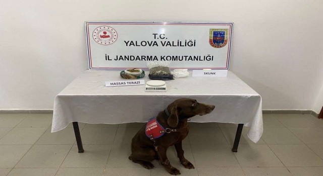 Yalovada uyuşturucu operasyonu: 1 gözaltı