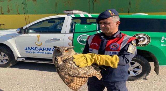 Yaralı baykuşa duyarlı vatandaş şefkati