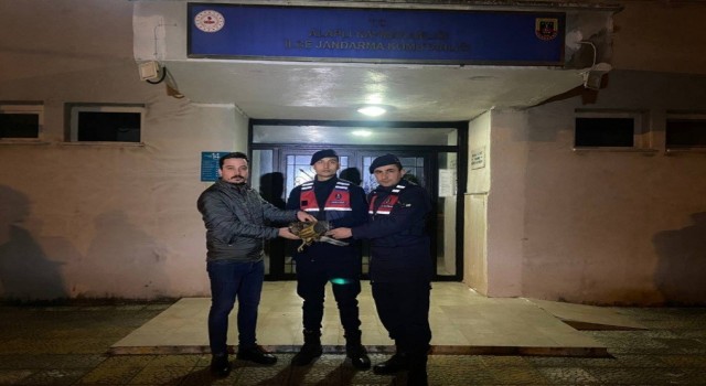 Yaralı şahine jandarma şefkati