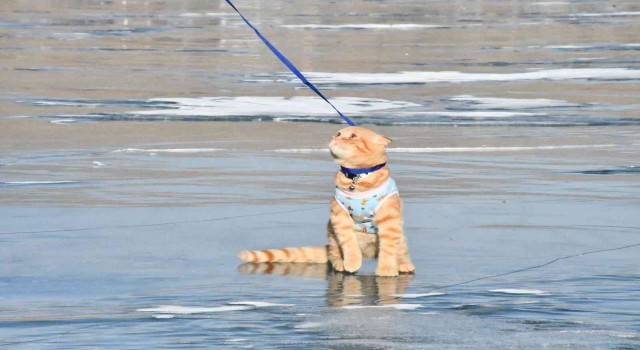 Yavru kedi Tarçın, Çıldır Gölünün maskotu oldu