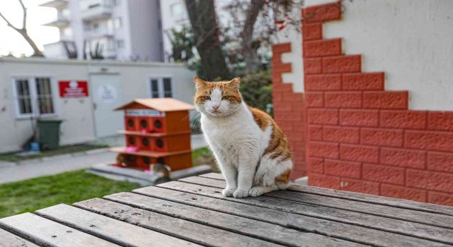 Yeni yılda ‘sıcak yuva