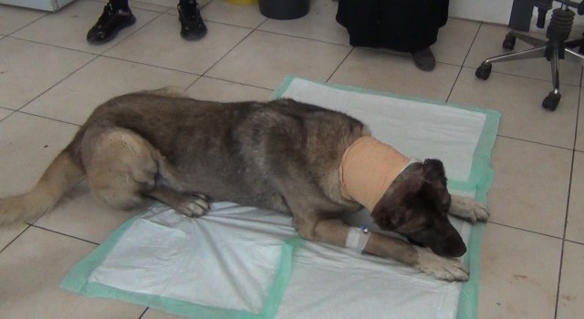 Yılan sokması sonucu kafasında tümör oluşan köpek yaşam mücadelesi veriyor