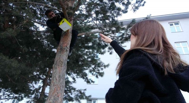 Yüksekovadaki 20 noktaya kuş evi bırakıldı
